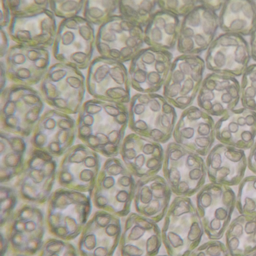 Neoorthocaulis attenuatus